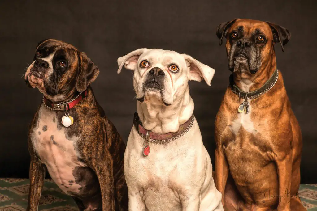 dogs staring blankly - featured image